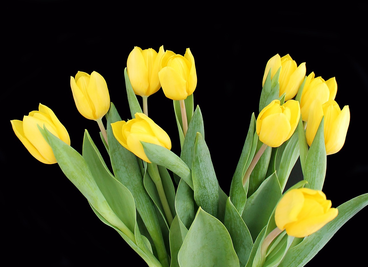 tulips yellow bouquet free photo