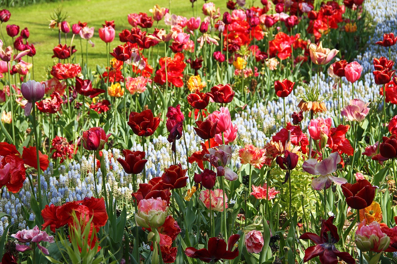 tulips flower floral free photo