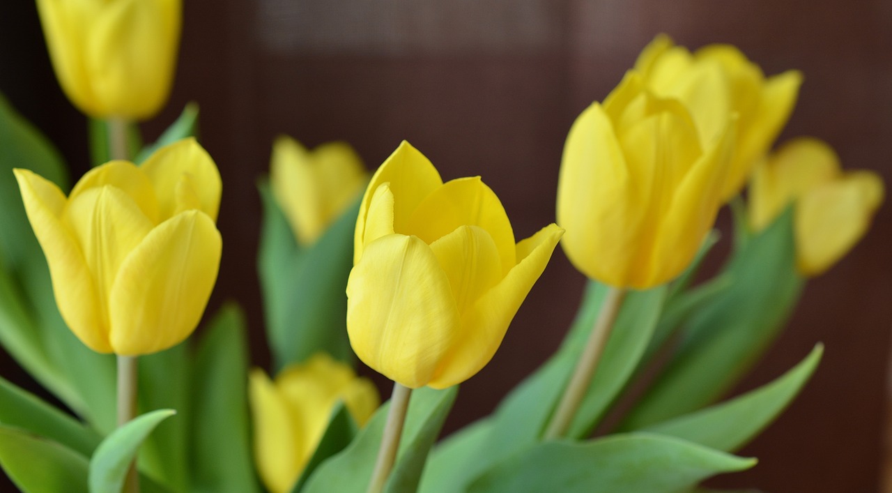 tulips spring cut flowers free photo