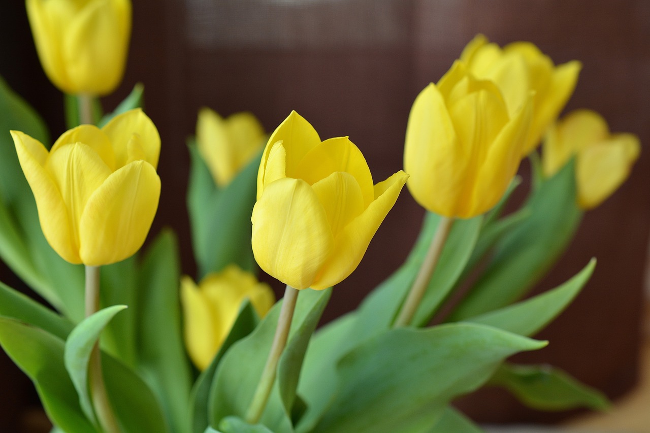 tulips cut flowers spring flower free photo