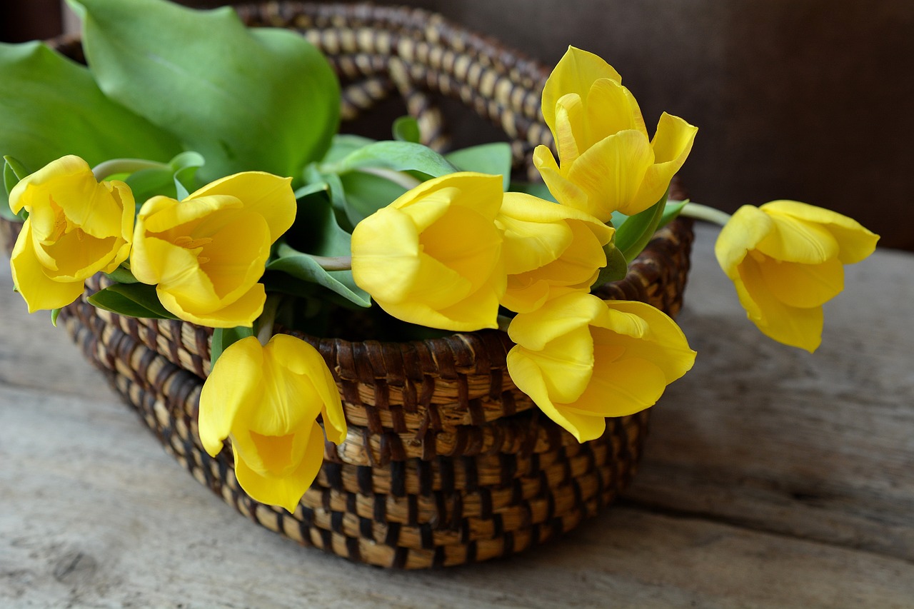 tulips cut flowers flower basket free photo