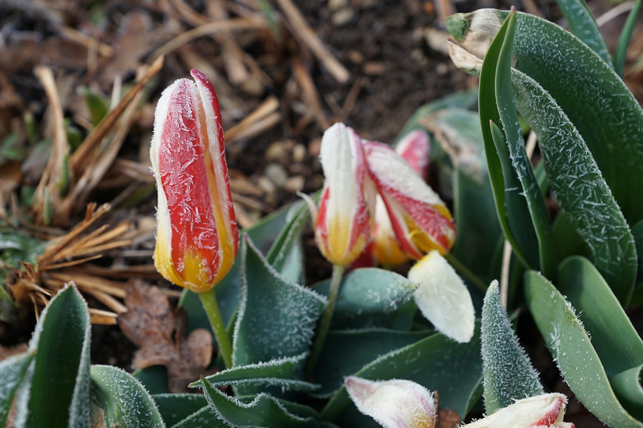 tulips grass green free photo