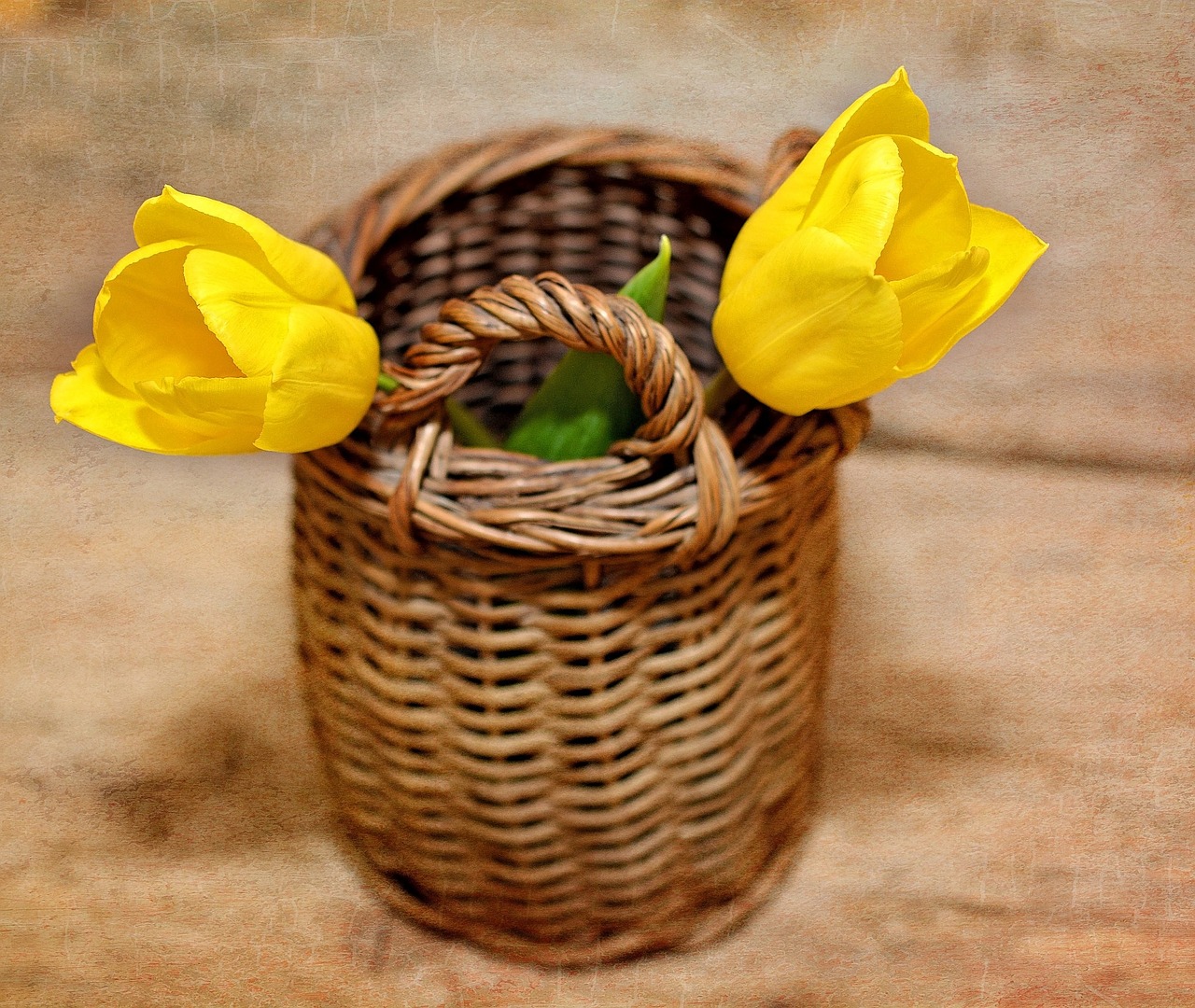 tulips flowers yellow free photo