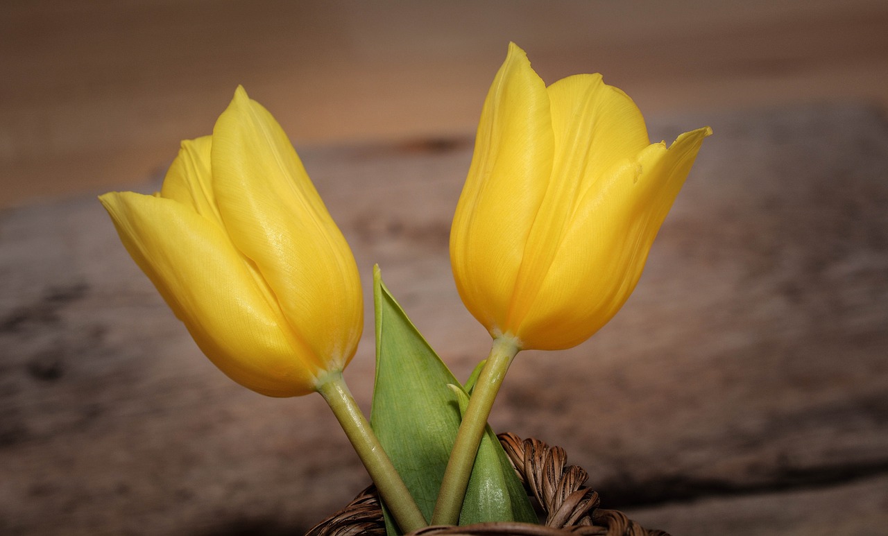 tulips flowers schnittblume free photo