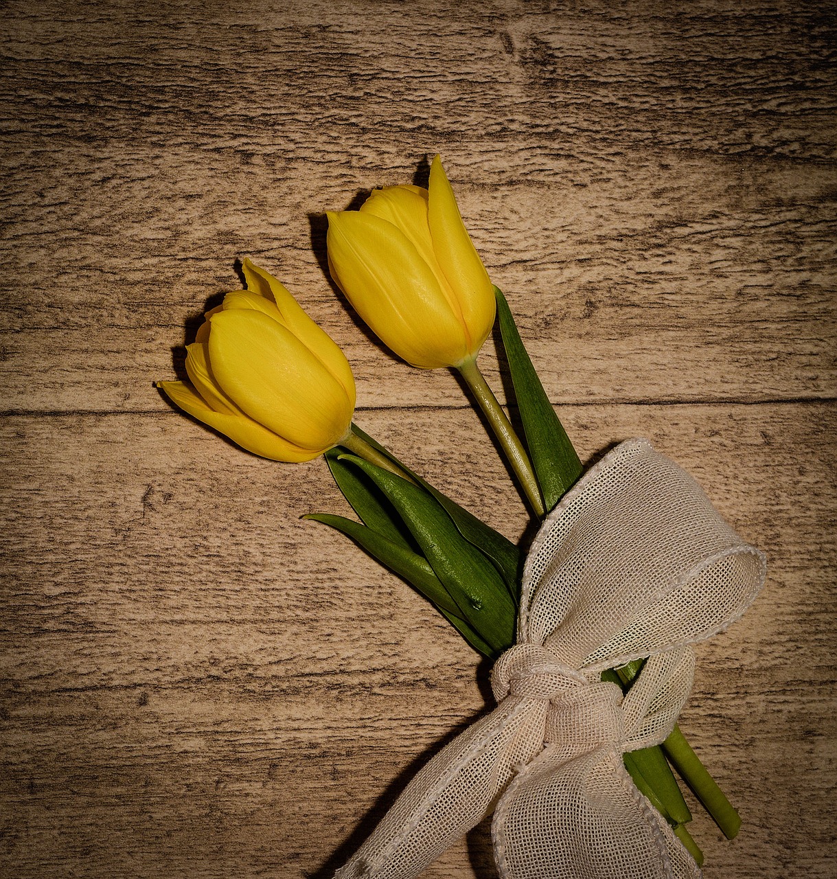 tulips flowers yellow flowers free photo