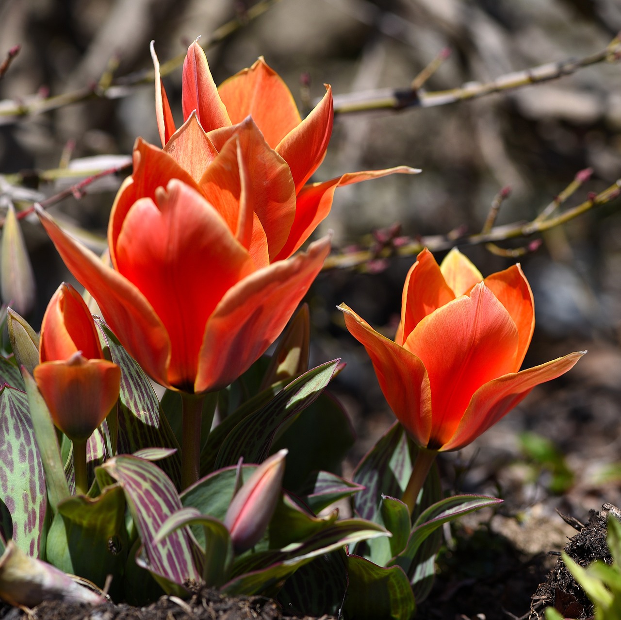 tulips flowers orange free photo