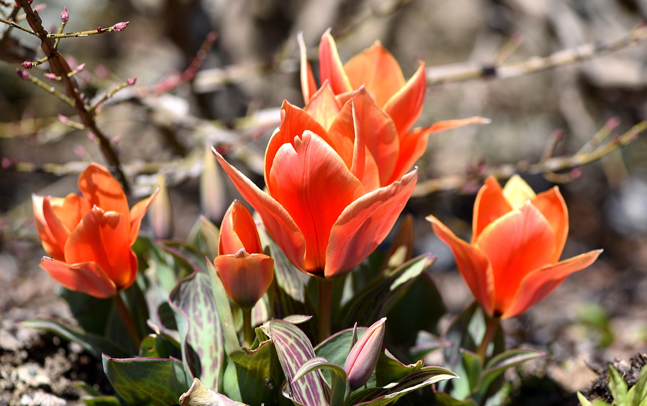 tulips flowers orange free photo