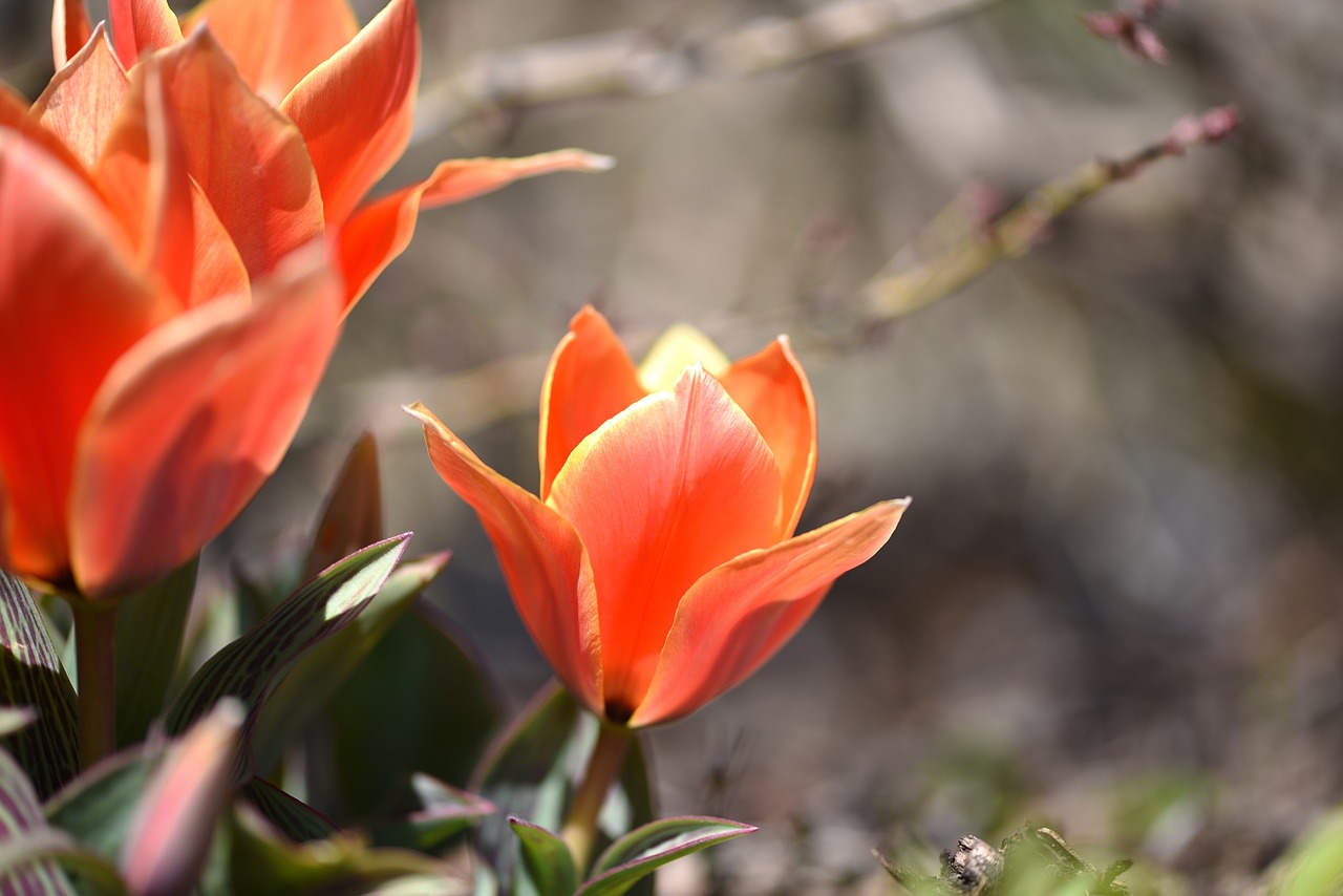 tulips flowers blossom free photo