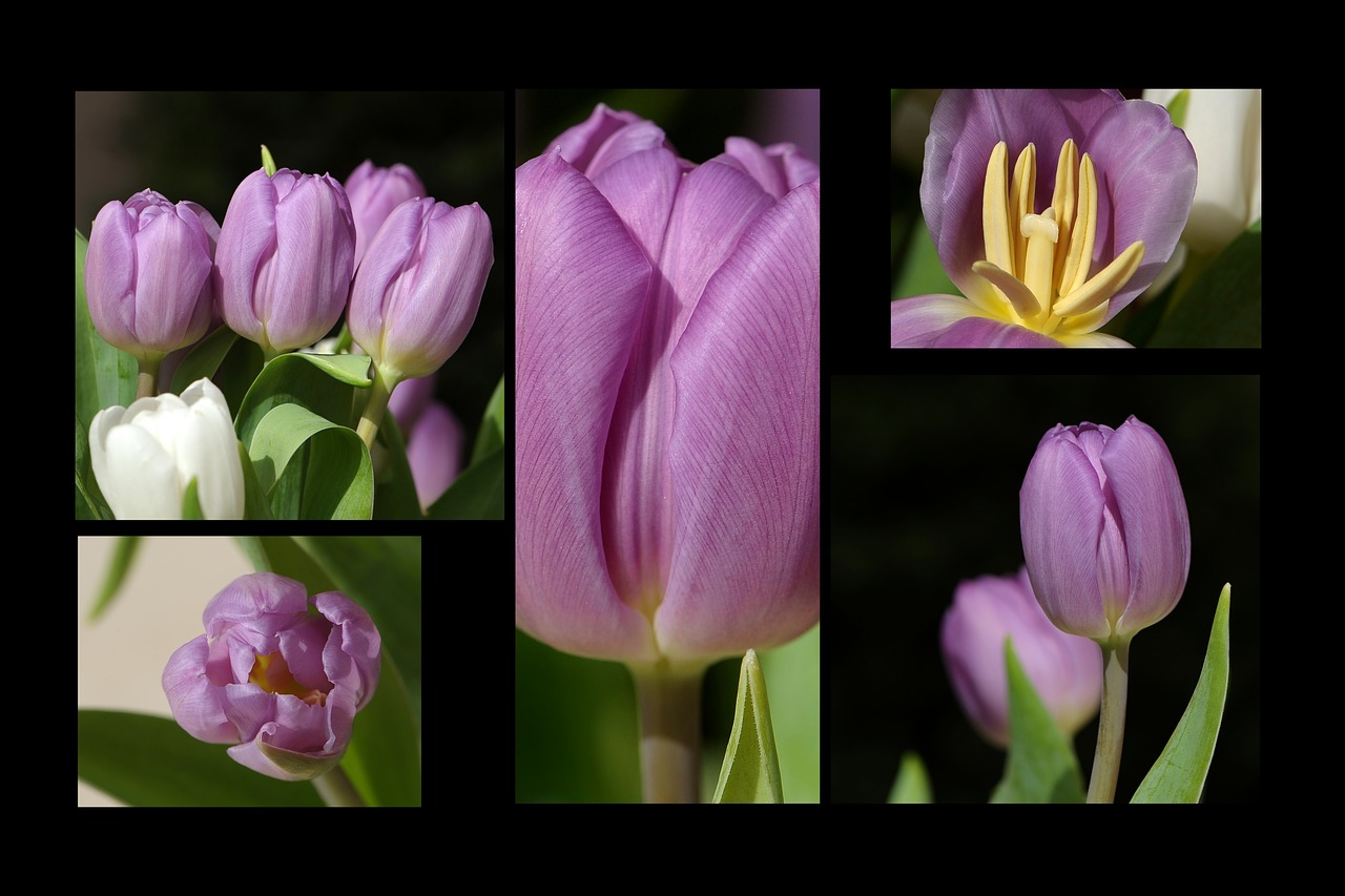 tulips tulipa flowers free photo