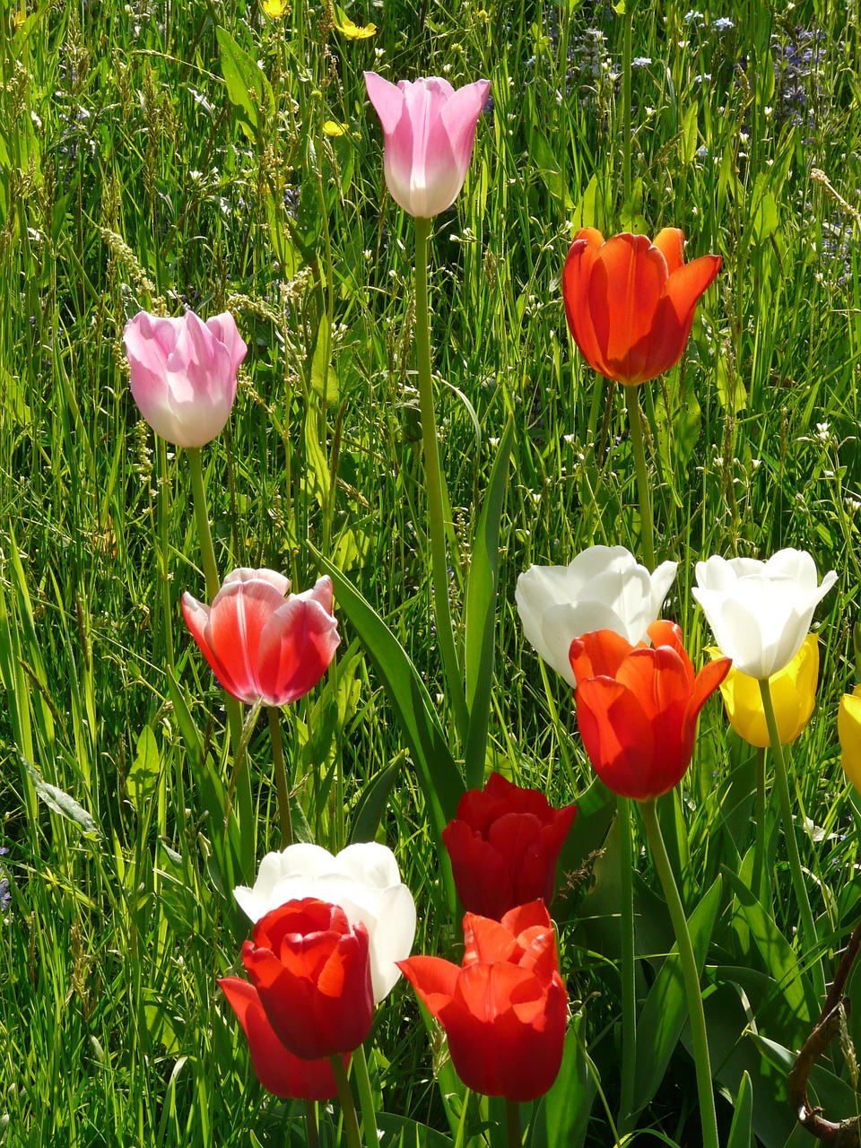 tulips colorful color free photo