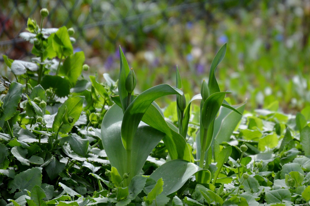 tulips bud flower free photo