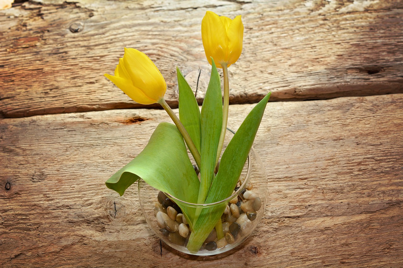 tulips yellow flower free photo