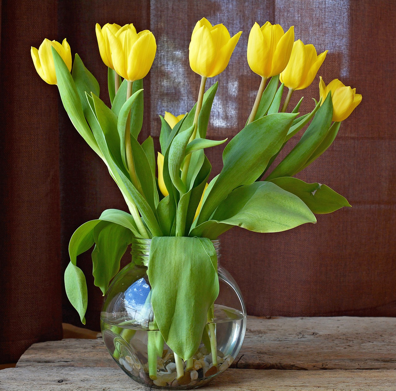 tulips flowers yellow flowers free photo