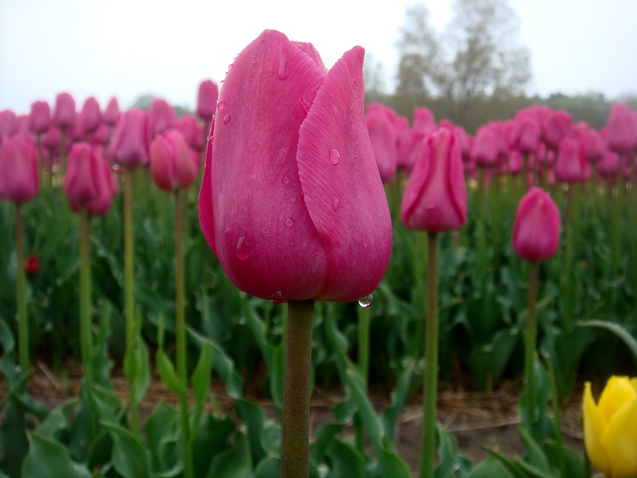 tulips drops rain free photo