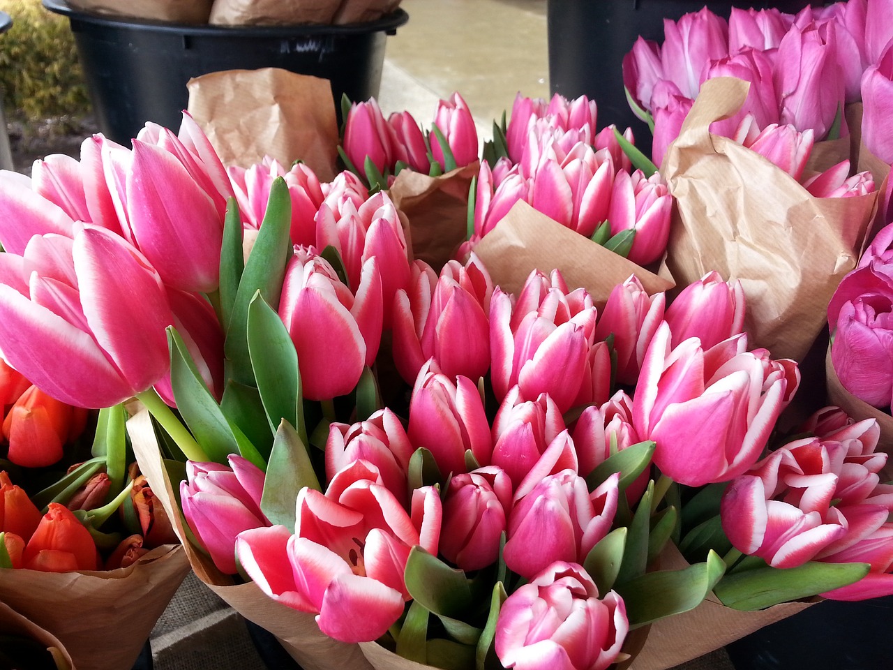 tulips pink flowers free photo