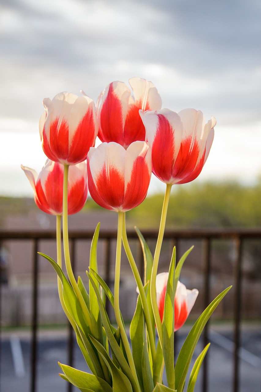 tulips flowers spring free photo