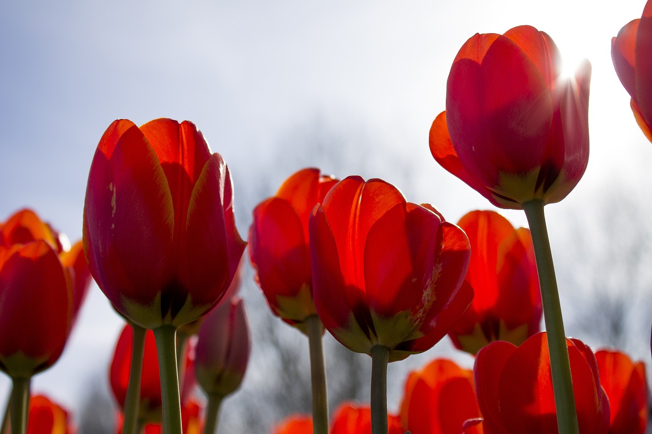 tulips spring netherlands free photo