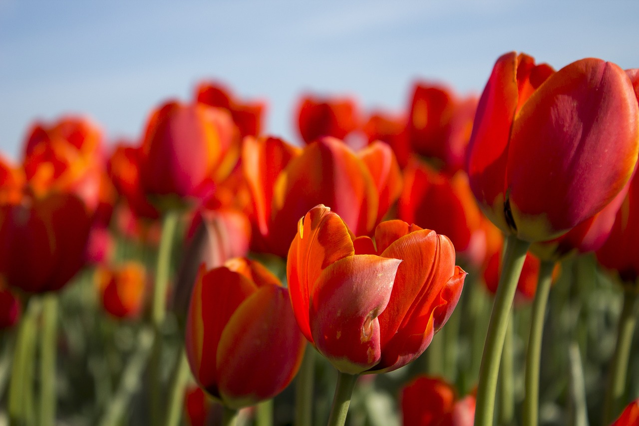 tulips spring netherlands free photo