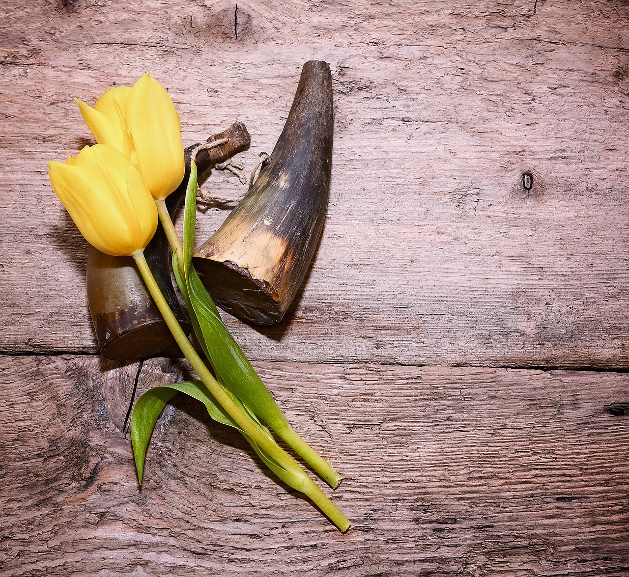 tulips yellow tulips schnittblume free photo