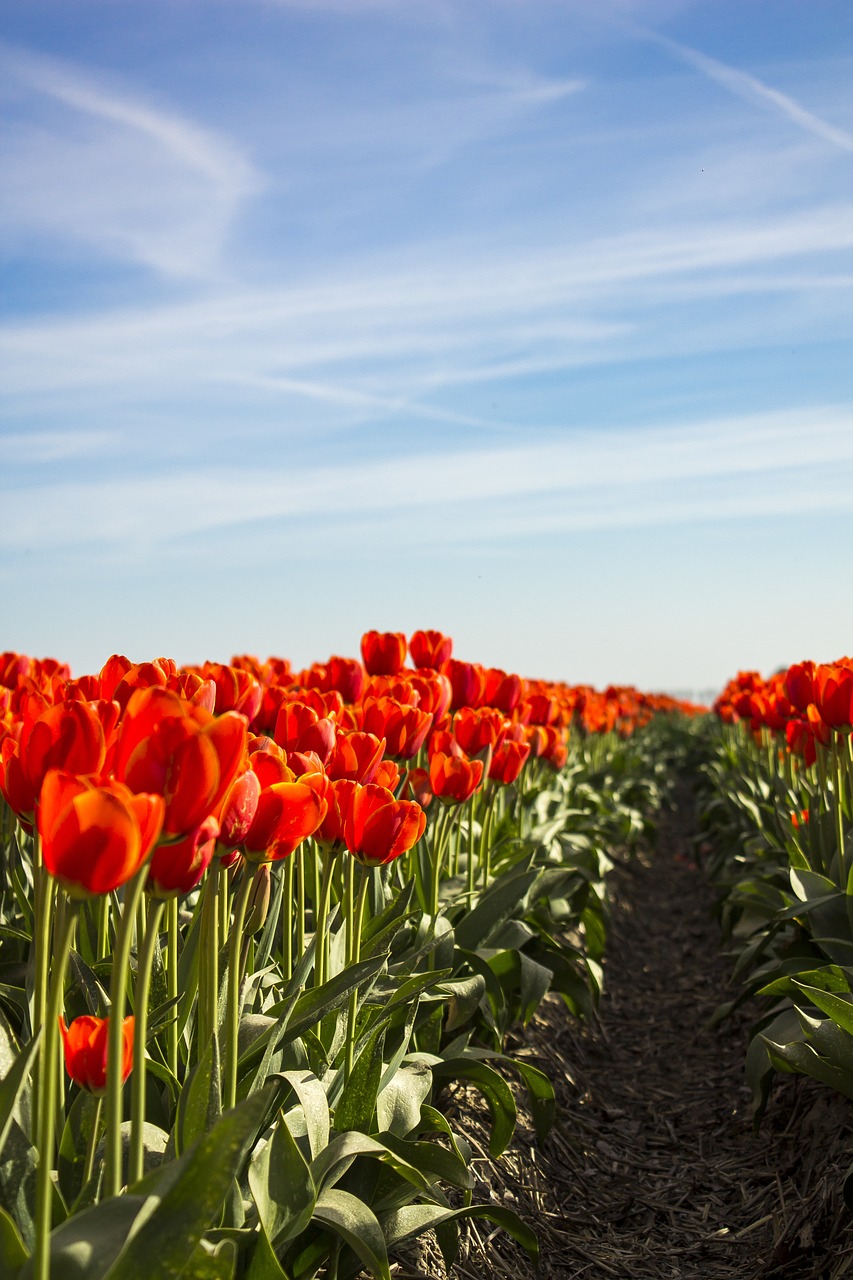 tulips spring netherlands free photo