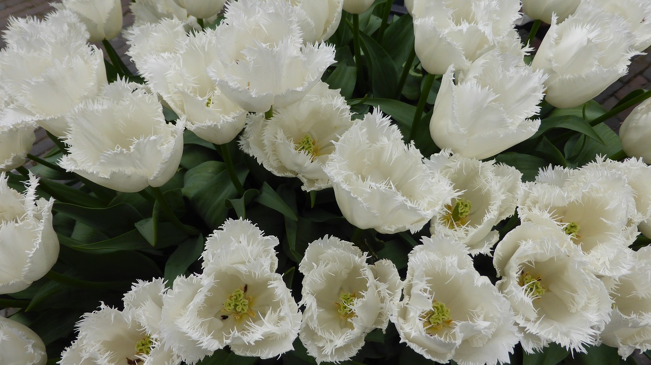 tulips white flowers free photo