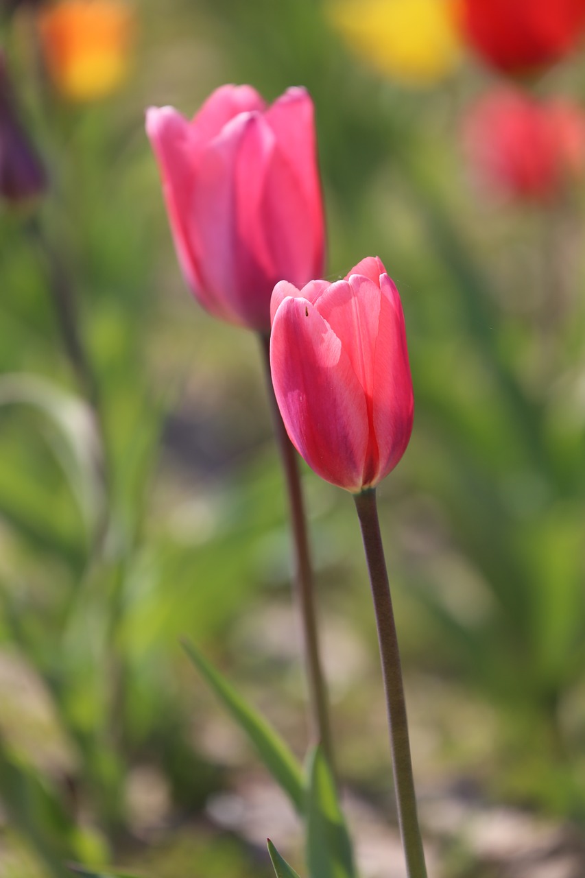 tulips blossom bloom free photo