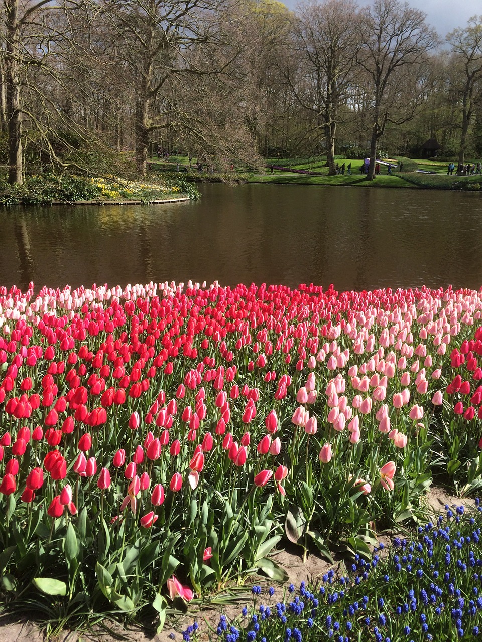 tulips flowers keukenhof free photo