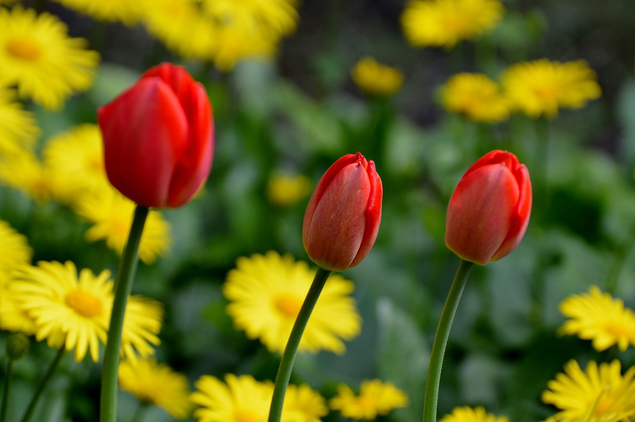 tulips red flower free photo