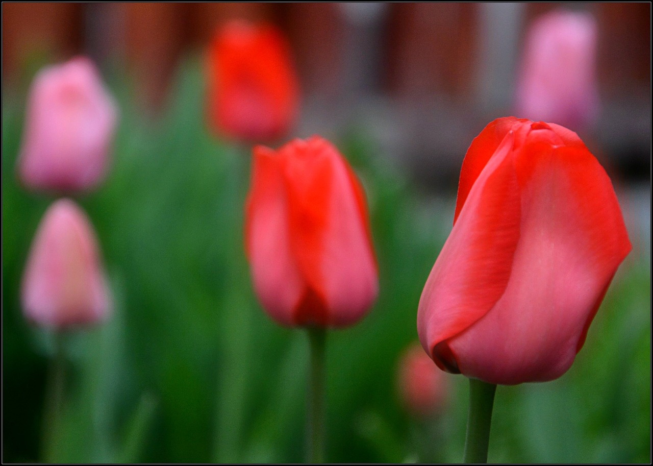 tulips spring flowers free photo