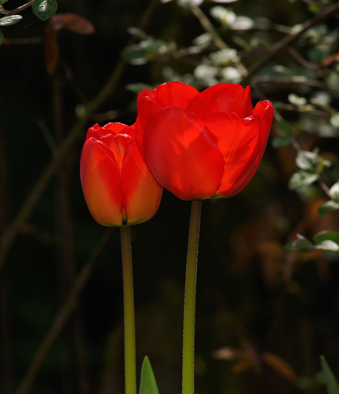 tulips flowers spring free photo