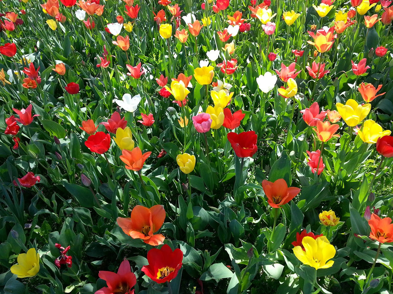 tulips tulip bed colorful free photo