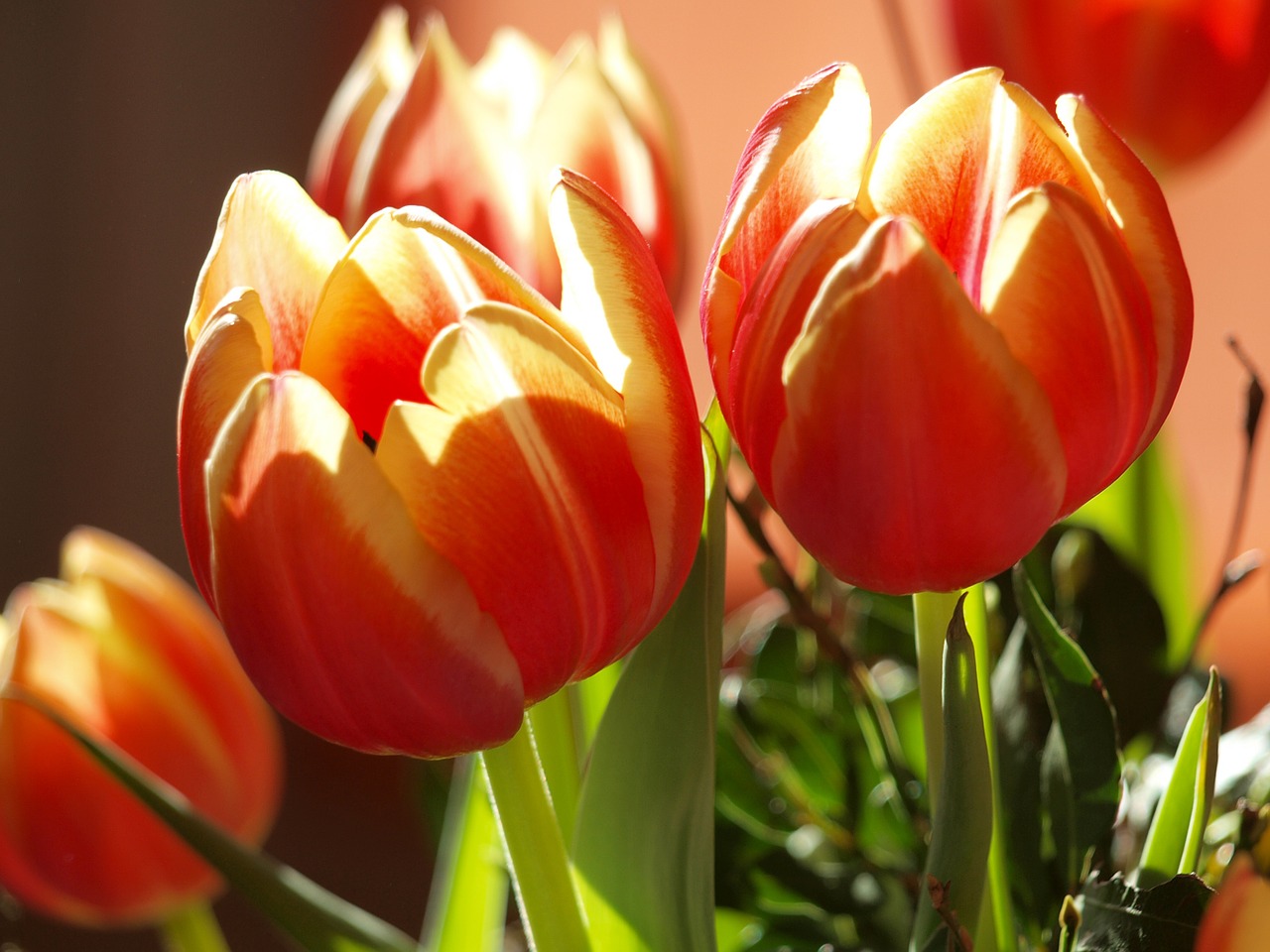 tulips tulip green free photo