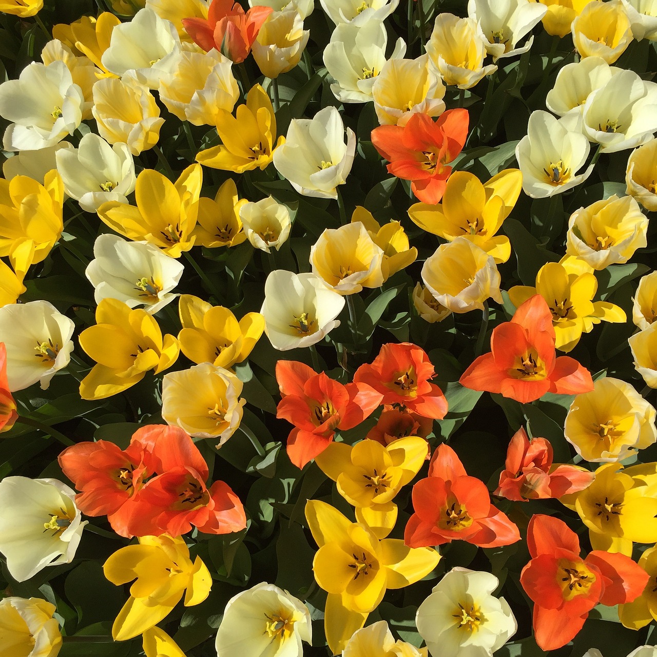 tulips flowers orange free photo