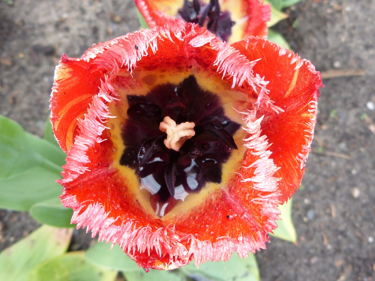 tulips rain yellow free photo