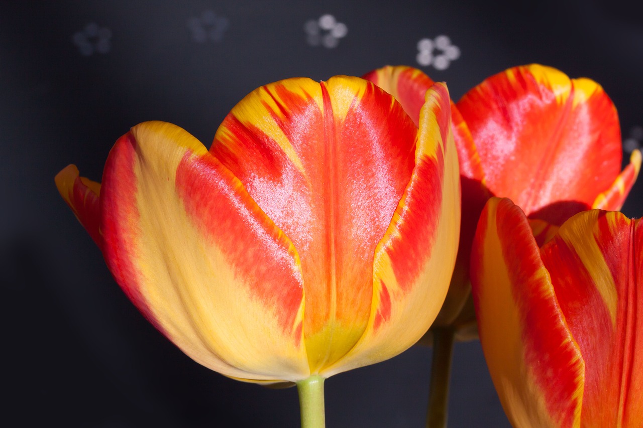 tulips bouquet lily free photo