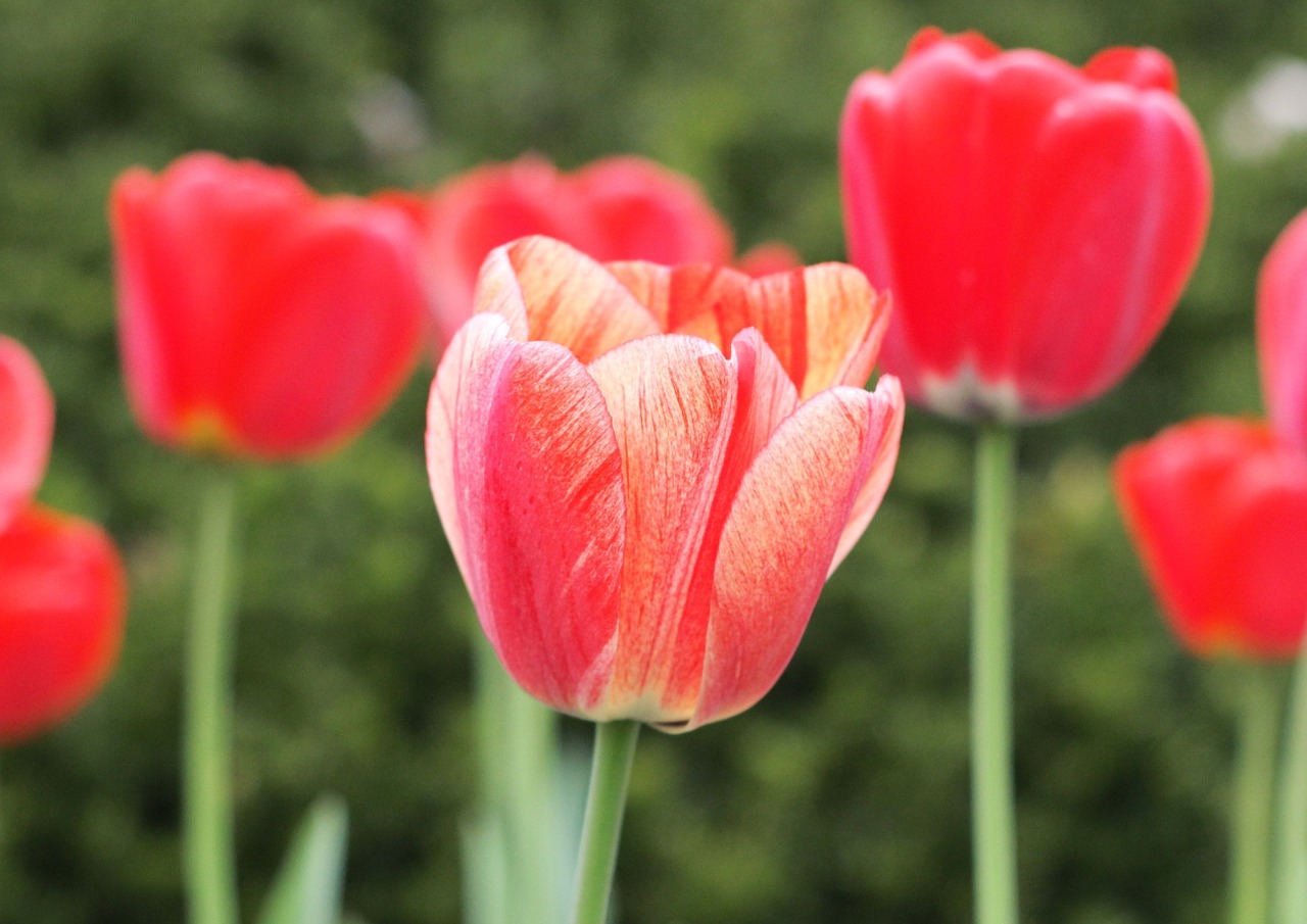 tulips spring bloom free photo