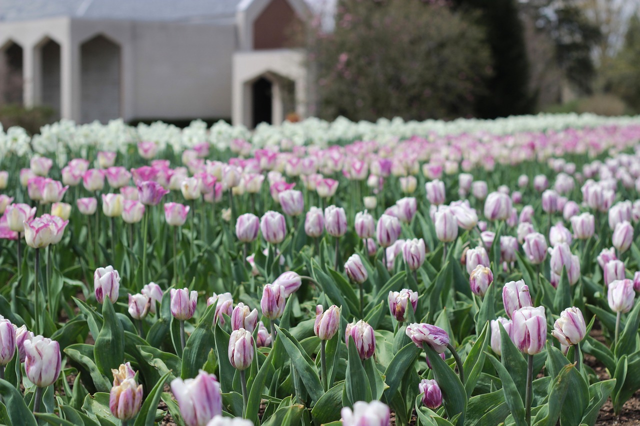 tulips spring purple free photo