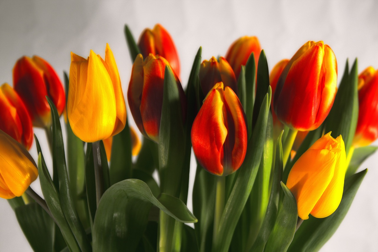 tulips red yellow free photo