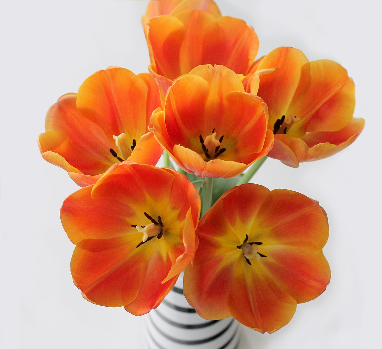 tulips orange bouquet free photo