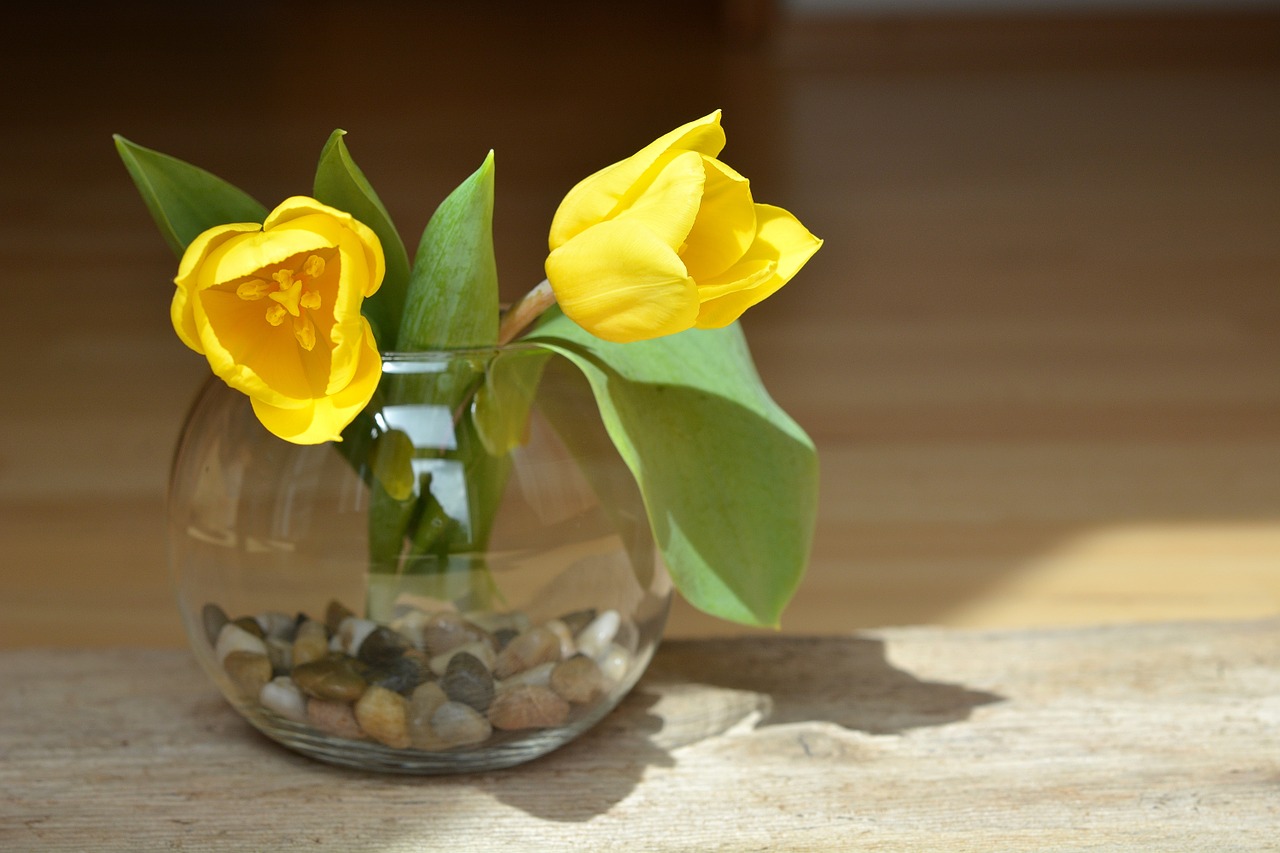 tulips flowers yellow free photo