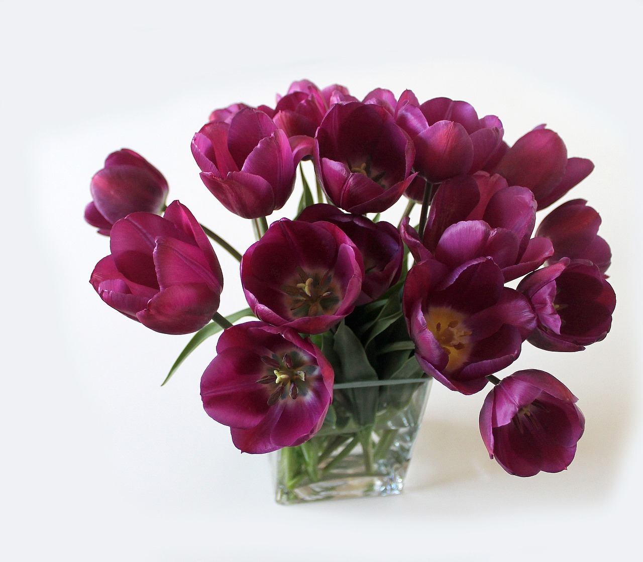 tulips bouquet vase free photo