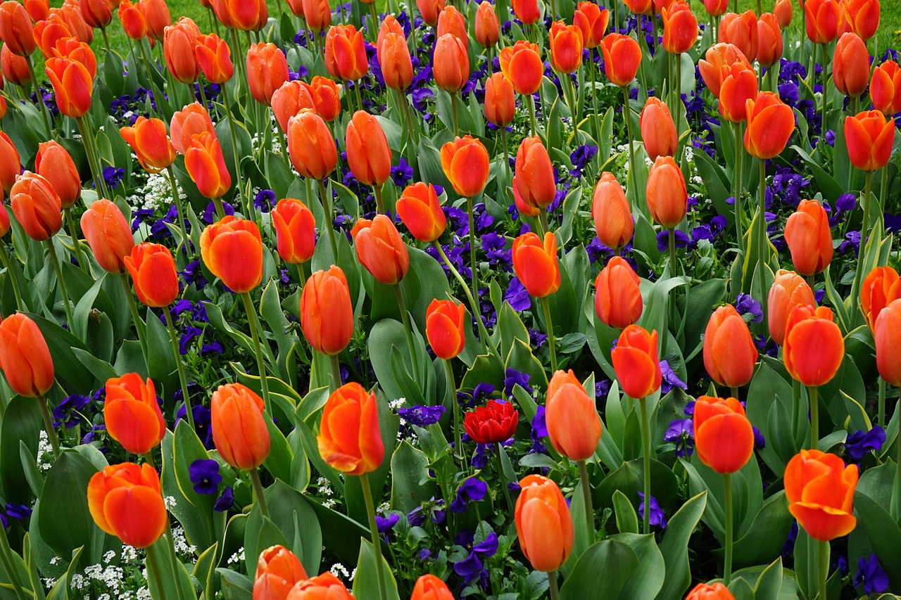 tulips bed red free photo