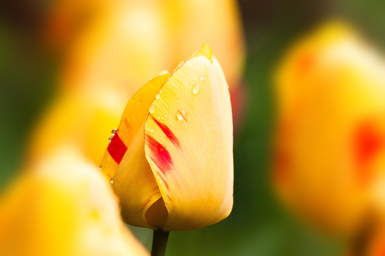 tulips lily nature free photo