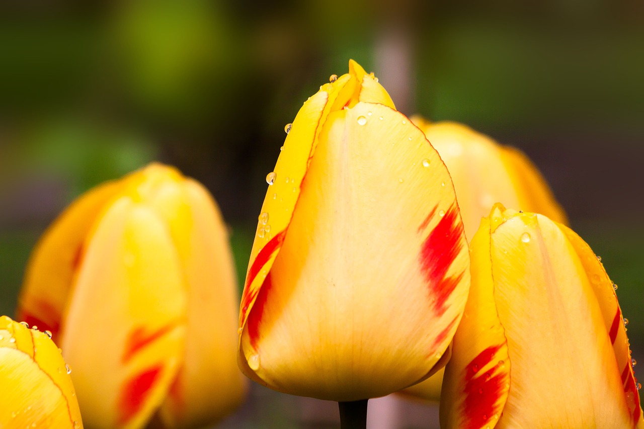 tulips lily nature free photo