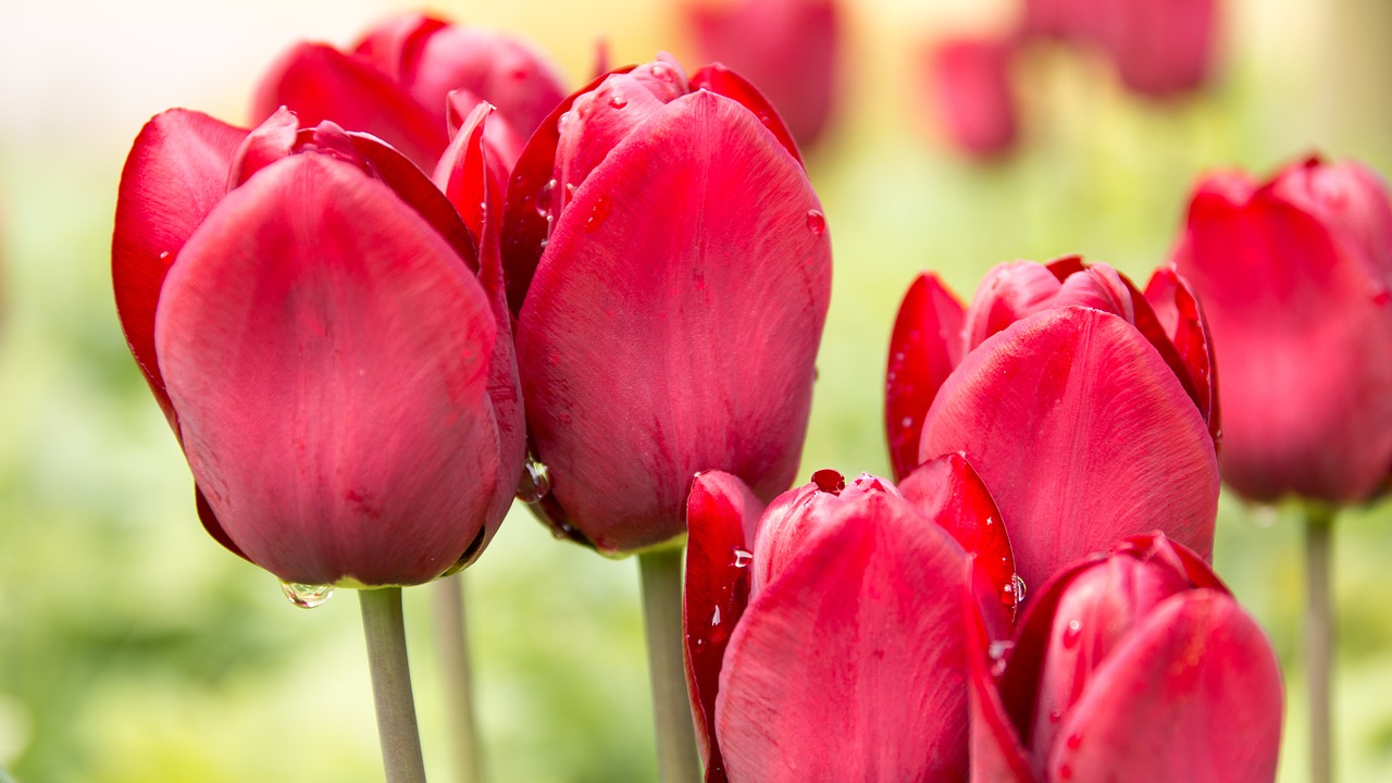 tulips spring beads free photo