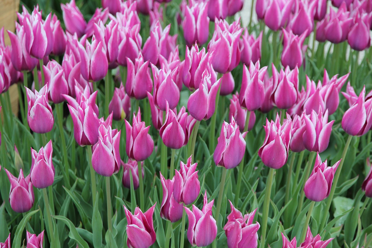 tulips cămp flowers free photo