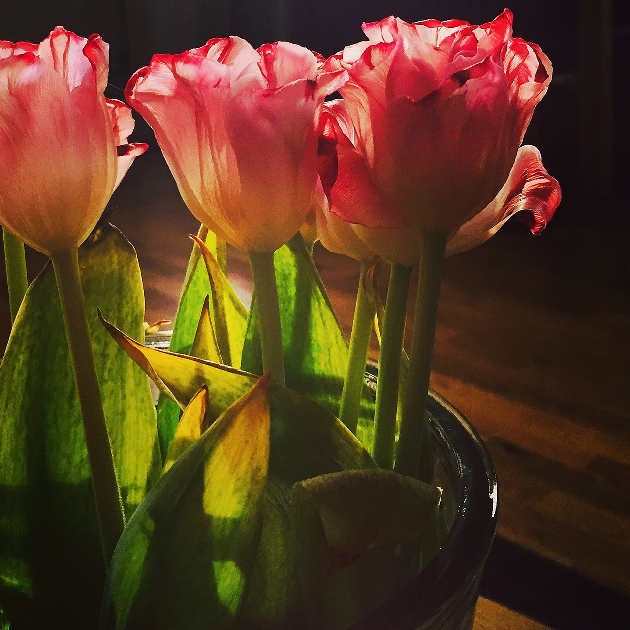 tulips backlight flower free photo