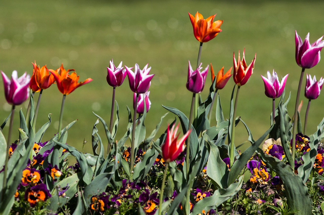 tulips spring light free photo