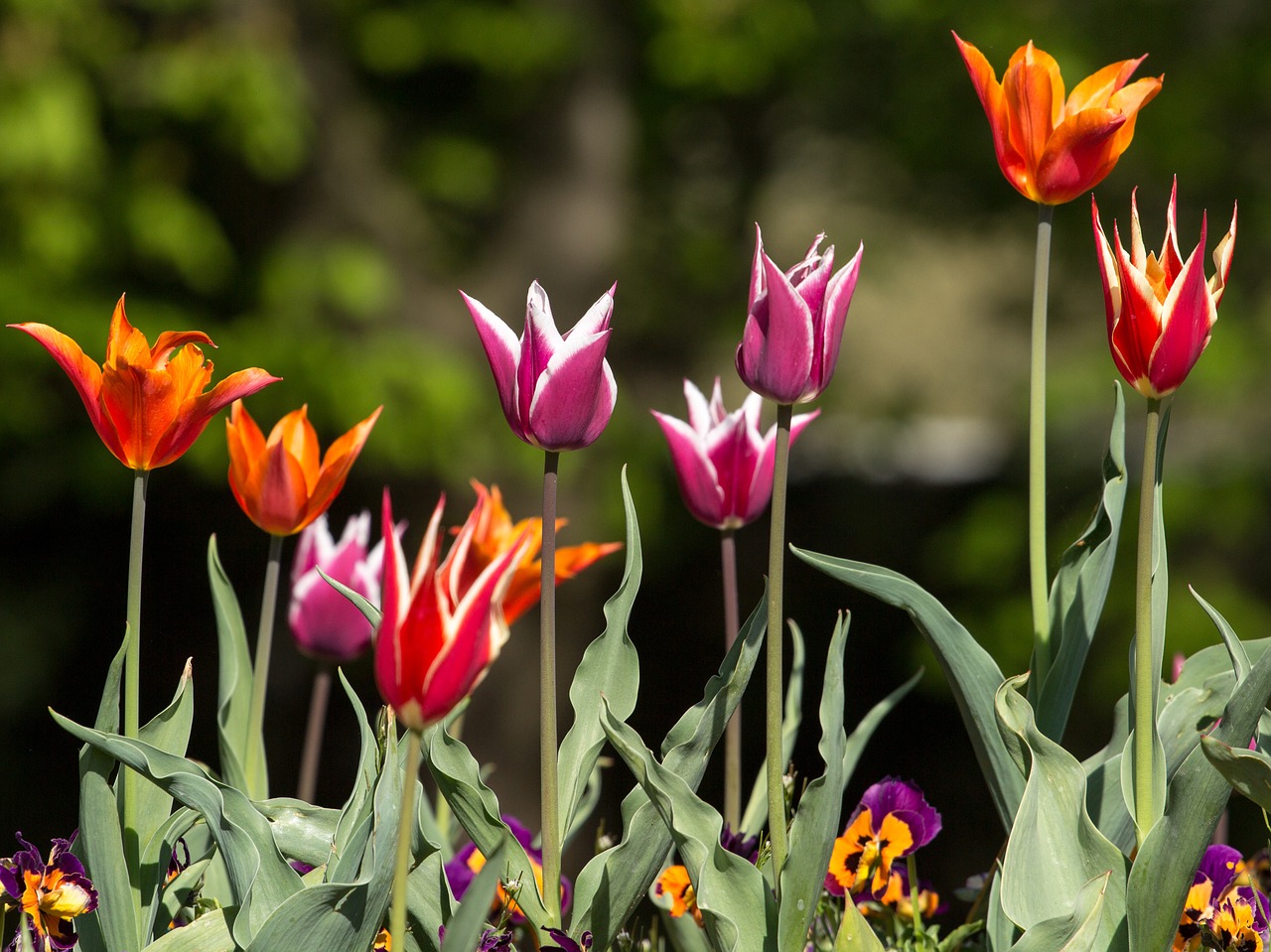 tulips spring light free photo