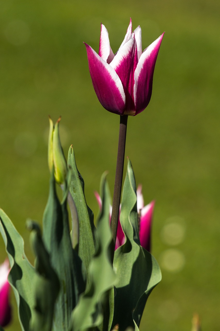 tulips spring light free photo